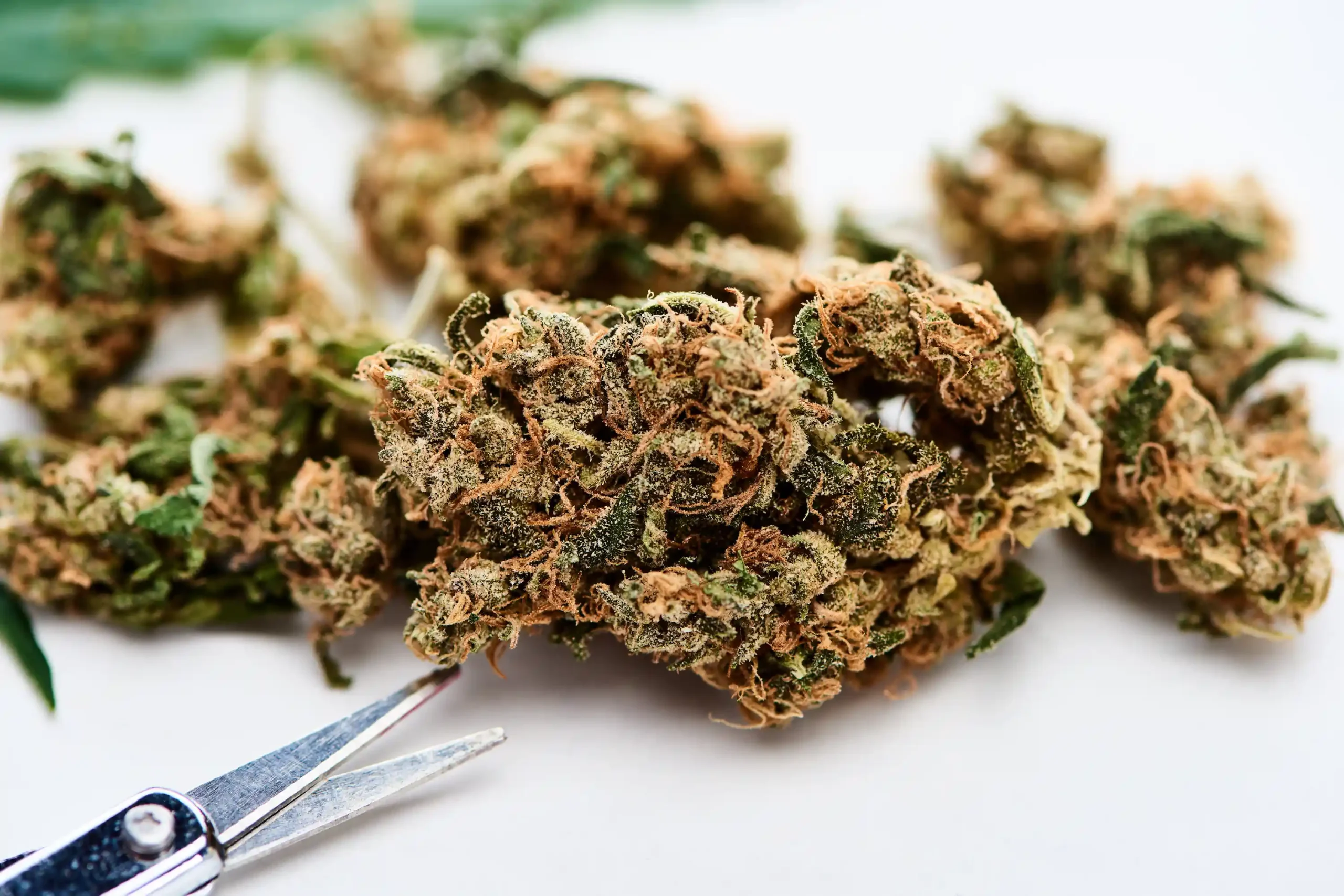 420 offer